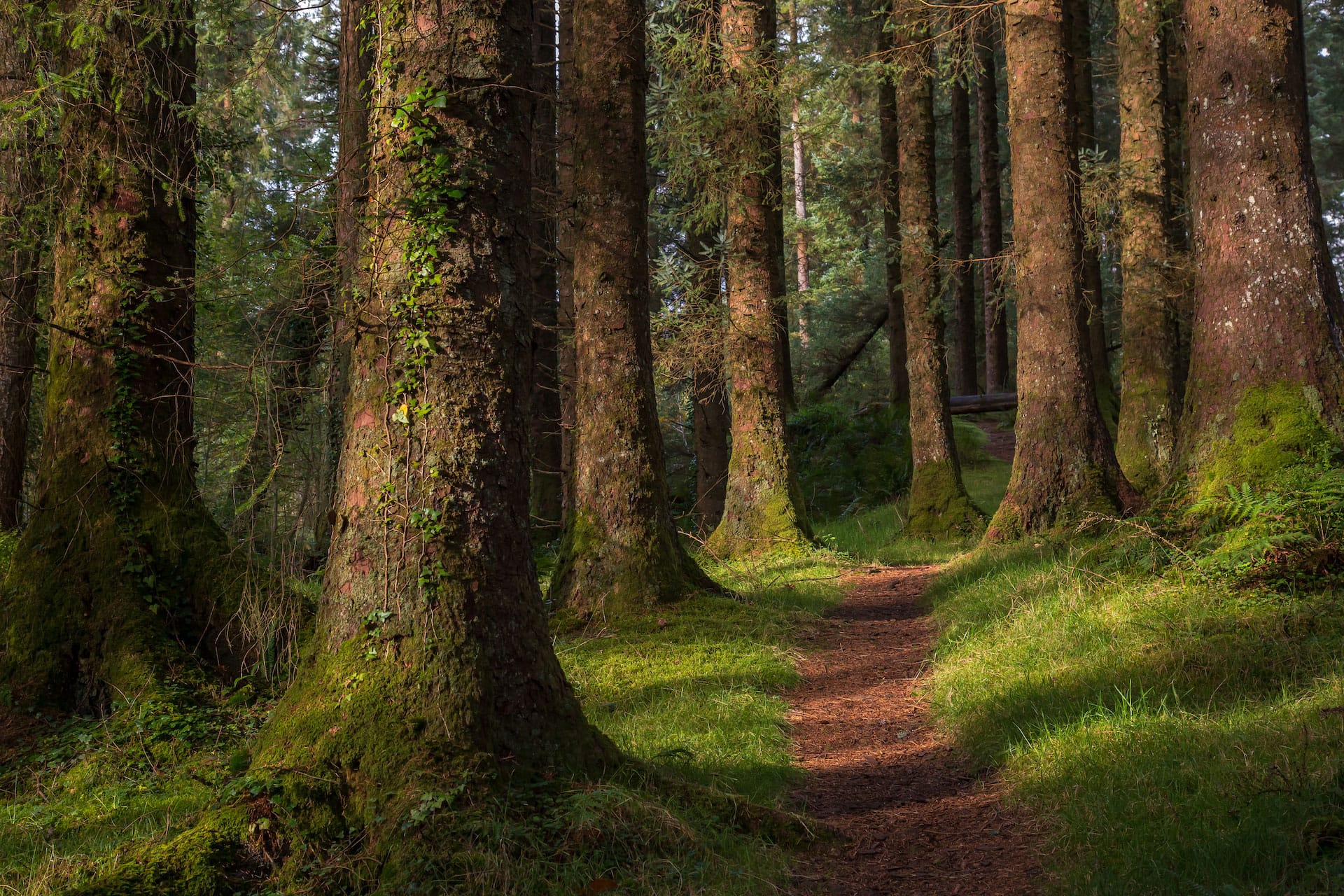 Slieve-Bloom-trees
